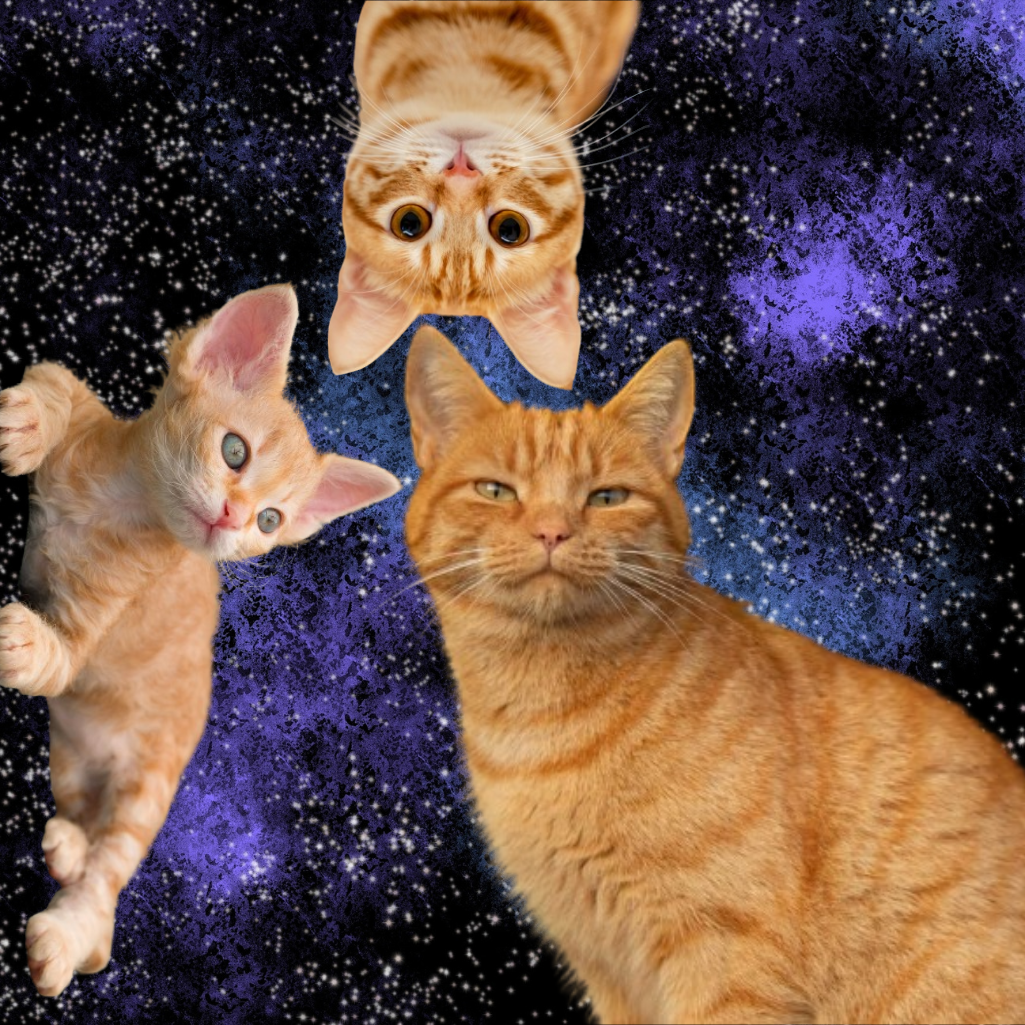 Η NASA έστειλε βίντεο με γάτες, από το διάστημα στη Γη
