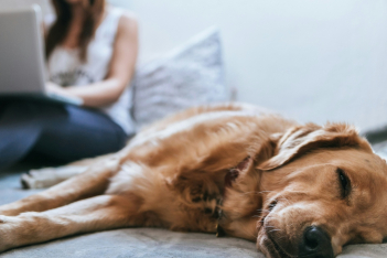 Το να κοιμάσαι με τον σκύλο σου κάνει κακό στον ύπνο σου, σύμφωνα με έρευνα