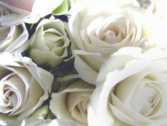 Roses