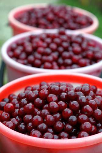 cherries on line