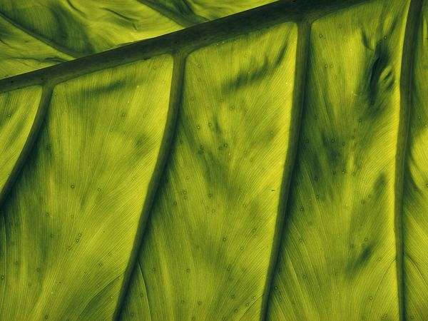 green-leaf_9373_600x450