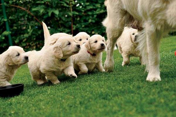 mother-baby-puppies_52321_600x450