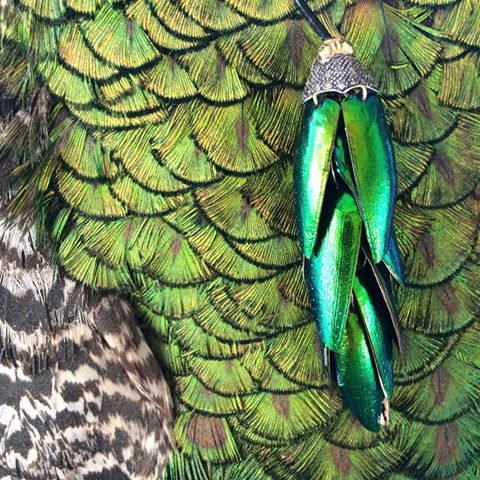 13133154_10156875471500215_6072448042859984600_n